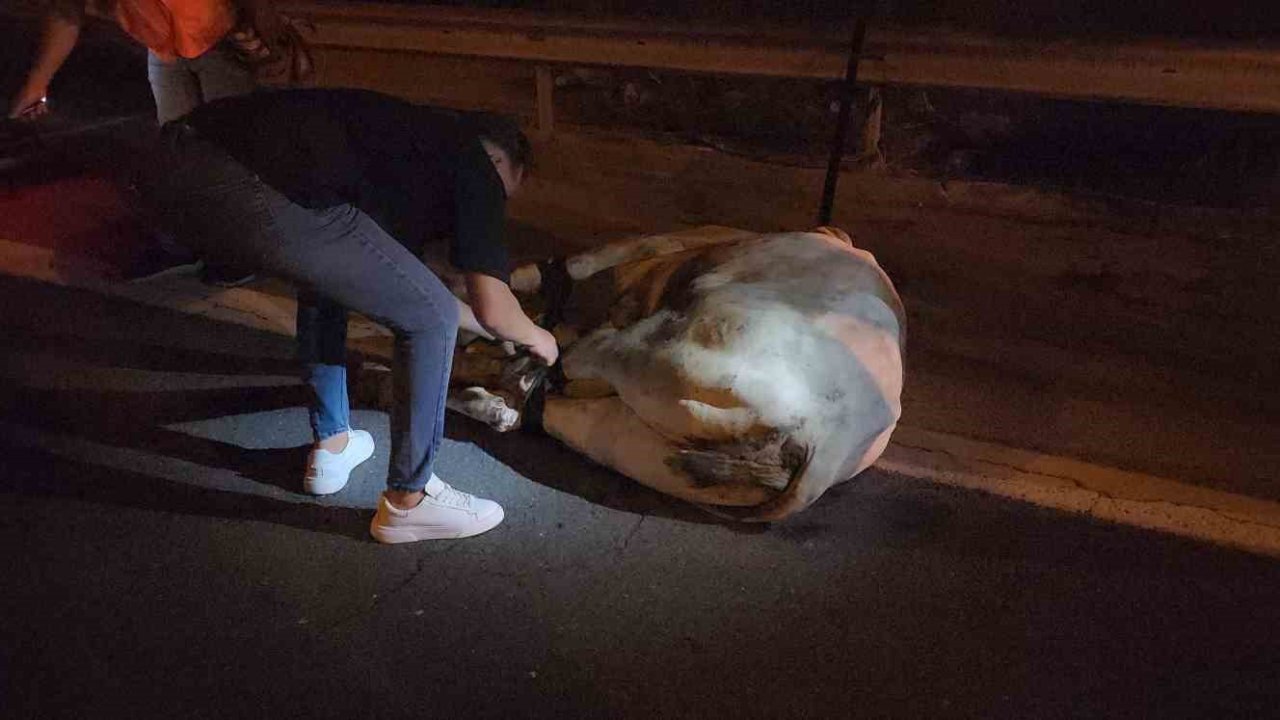 Tırdan kaçarak otoyolda trafiği durduran angus, iğneyle vurularak yakalandı