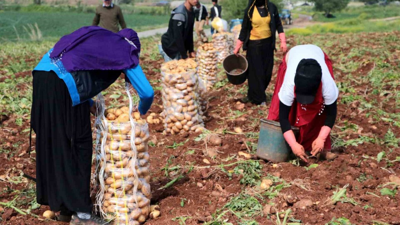 Erzincan’da patates hasadı başladı