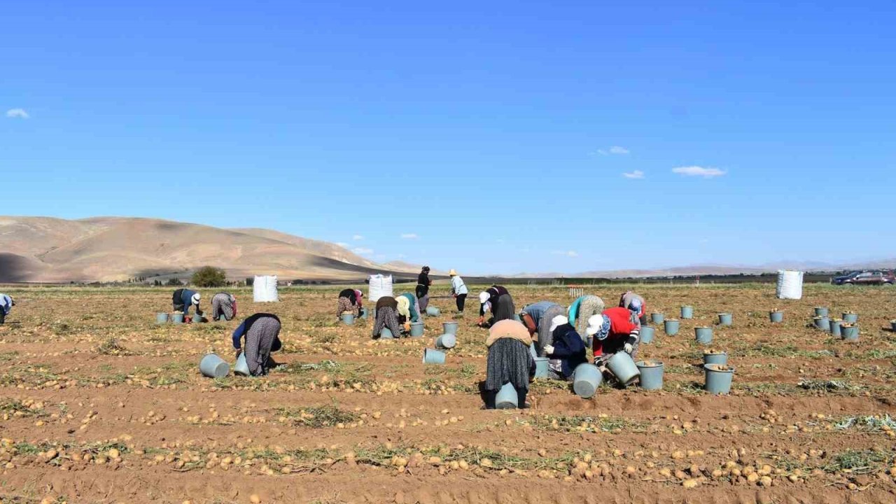 Bayburt’ta patates hasadına başlandı