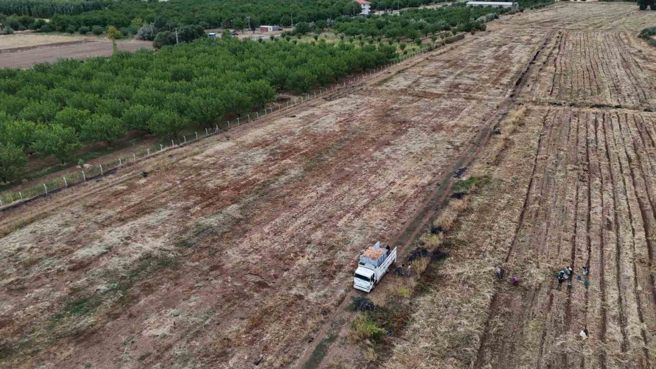 Malatya’da üretilen soğanlar Avrupa’ya ihraç ediliyor