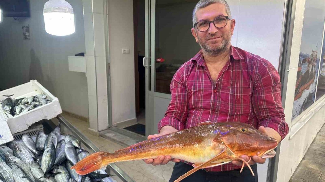 Sinop’ta ağlara takılan kırlangıç balığı ilgi odağı oldu