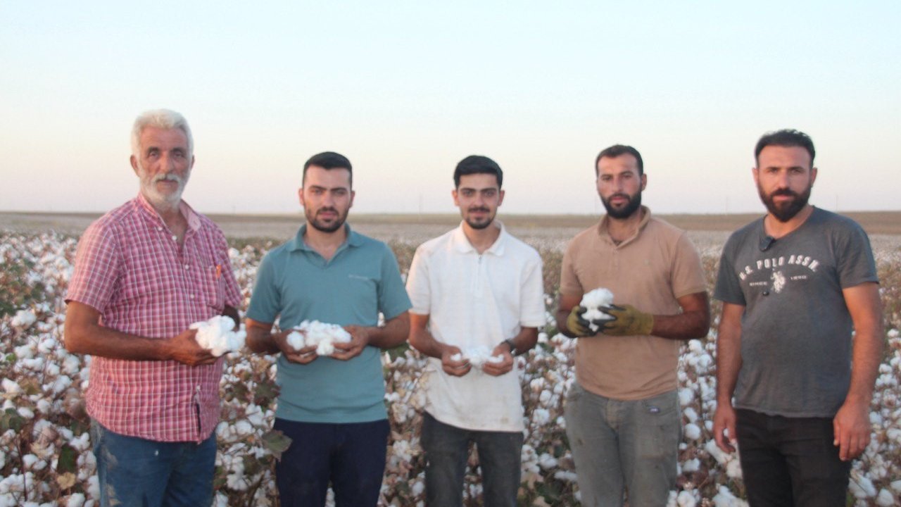 Şanlıurfa’da ’beyaz altın’ hasadı başladı