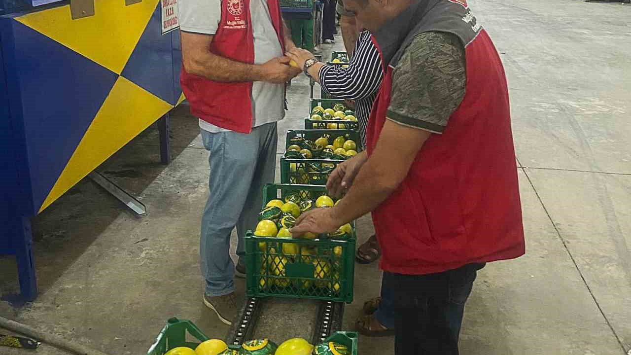 Ortaca’da nar ve limon ihracatında rekor beklentisi