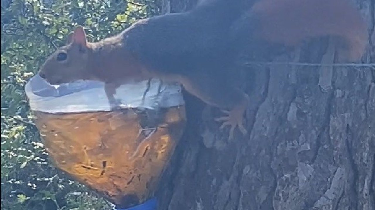 Sinop’ta su içen sincap kameralara yakalandı