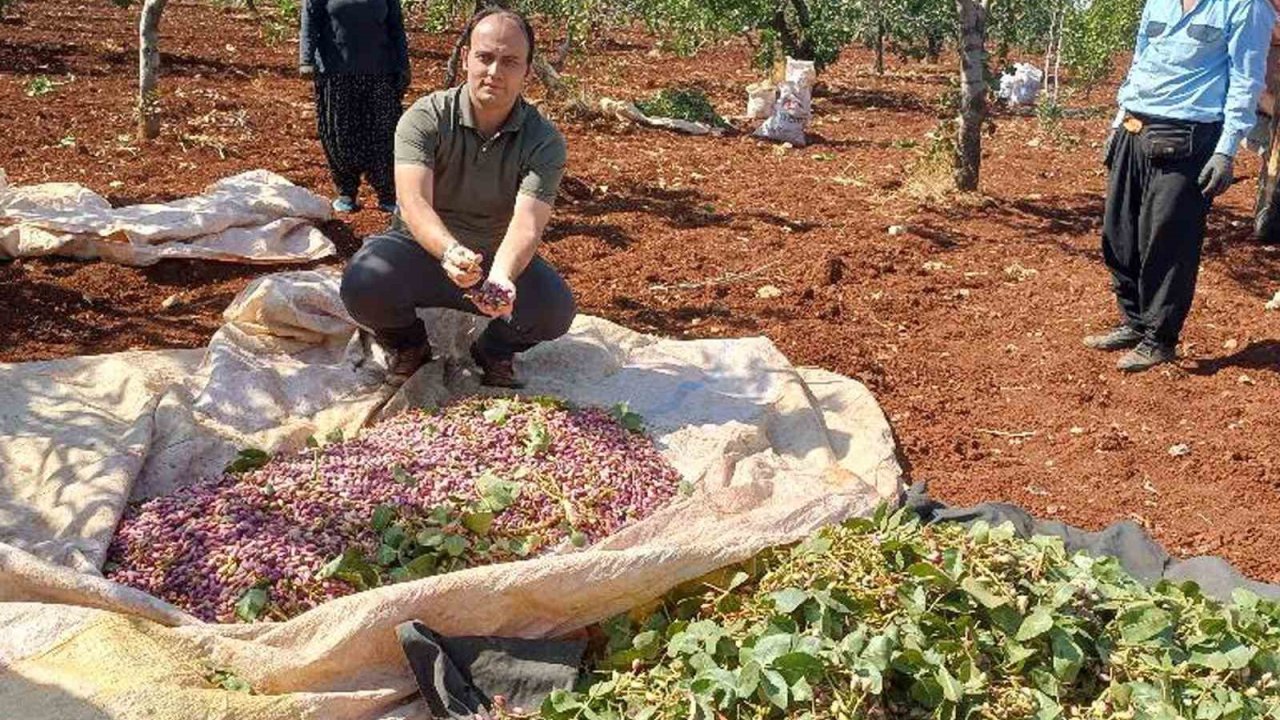 Araban kaymakamı işçilerle birlikte Antep fıstığı hasadına katıldı