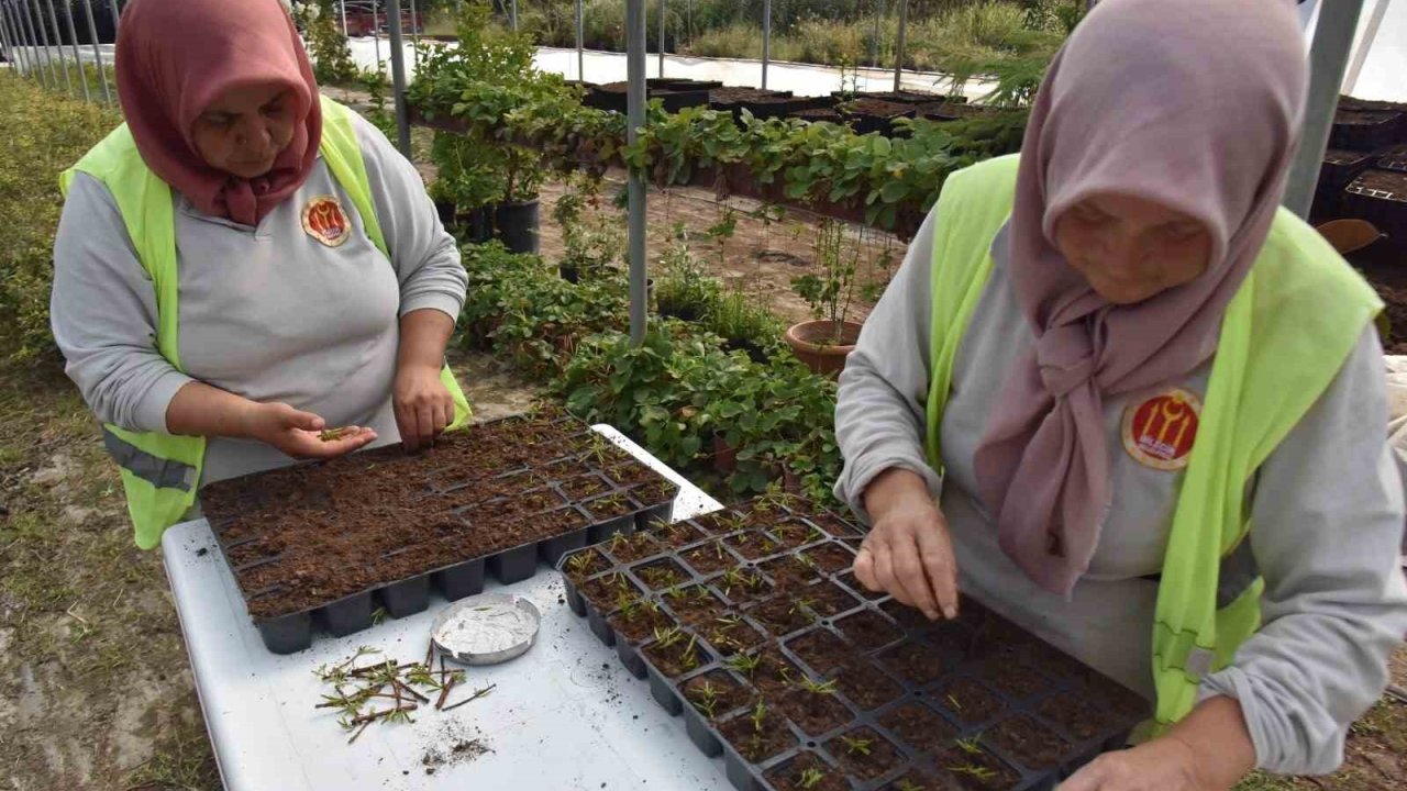 Bilecik Belediyesi kendi kendi serasında binlerce çiçek yetiştiriyor