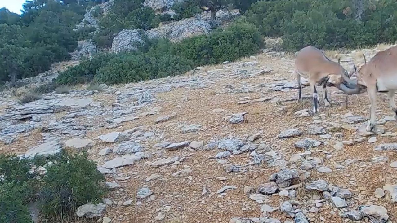 Kafa kafaya vuruşan dağ keçileri fotopakana takıldı