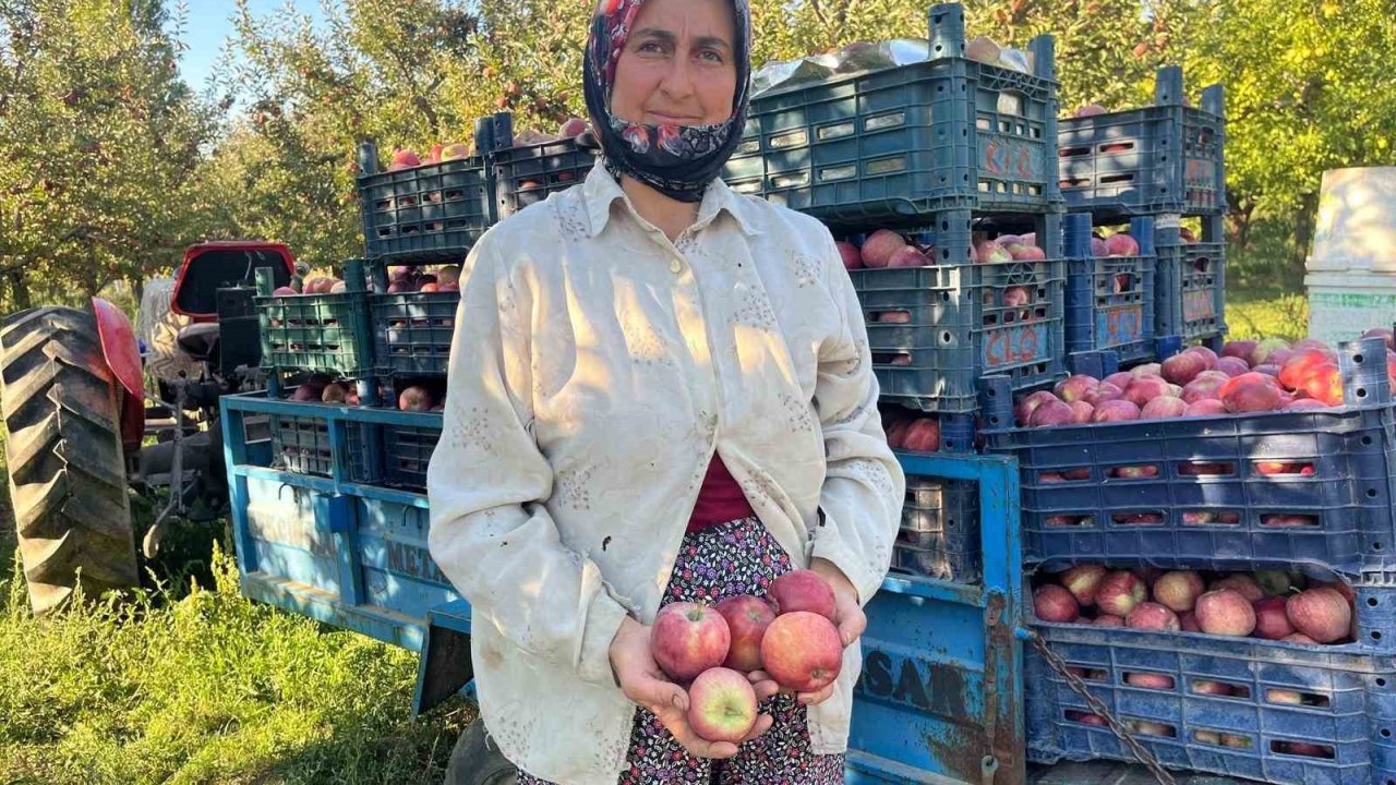 Elma verimi üreticinin yüzünü güldürdü