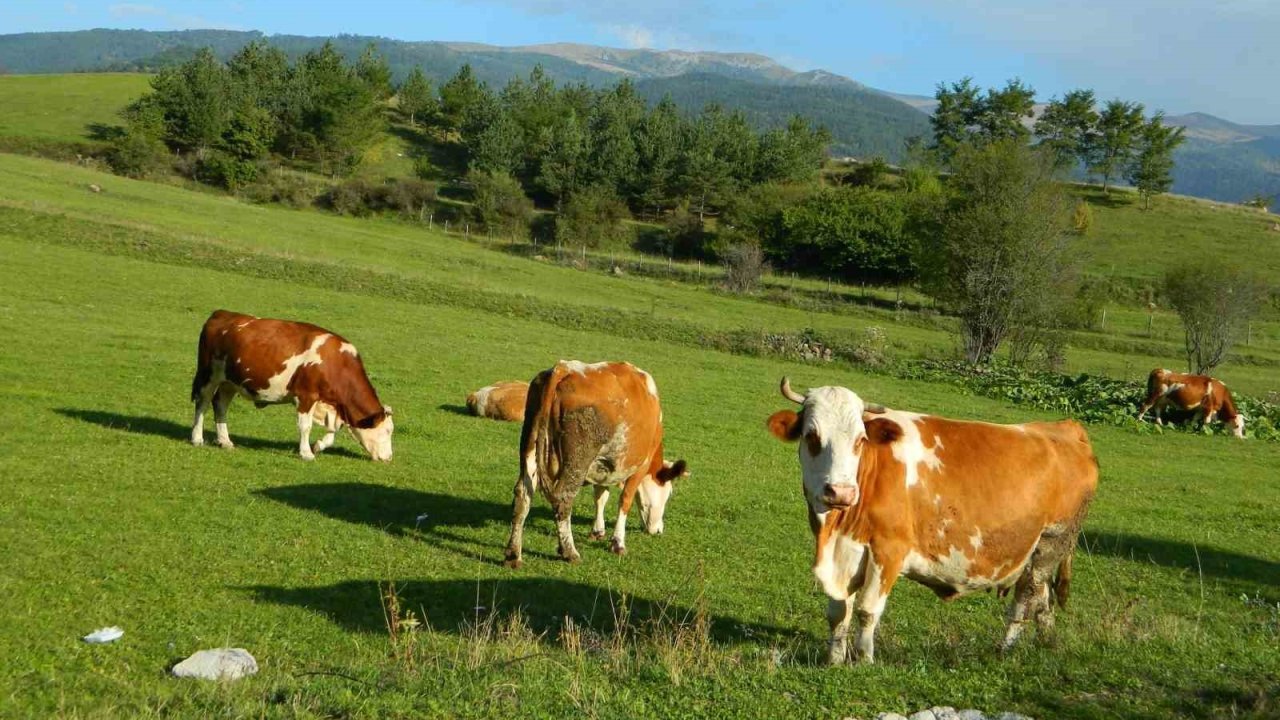 Posof’ta üç mevsim bir arada