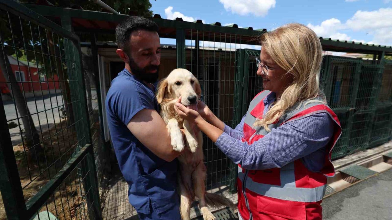 Bakırköy’de 37 tane sokak hayvanı yeni yuvasına kavuştu