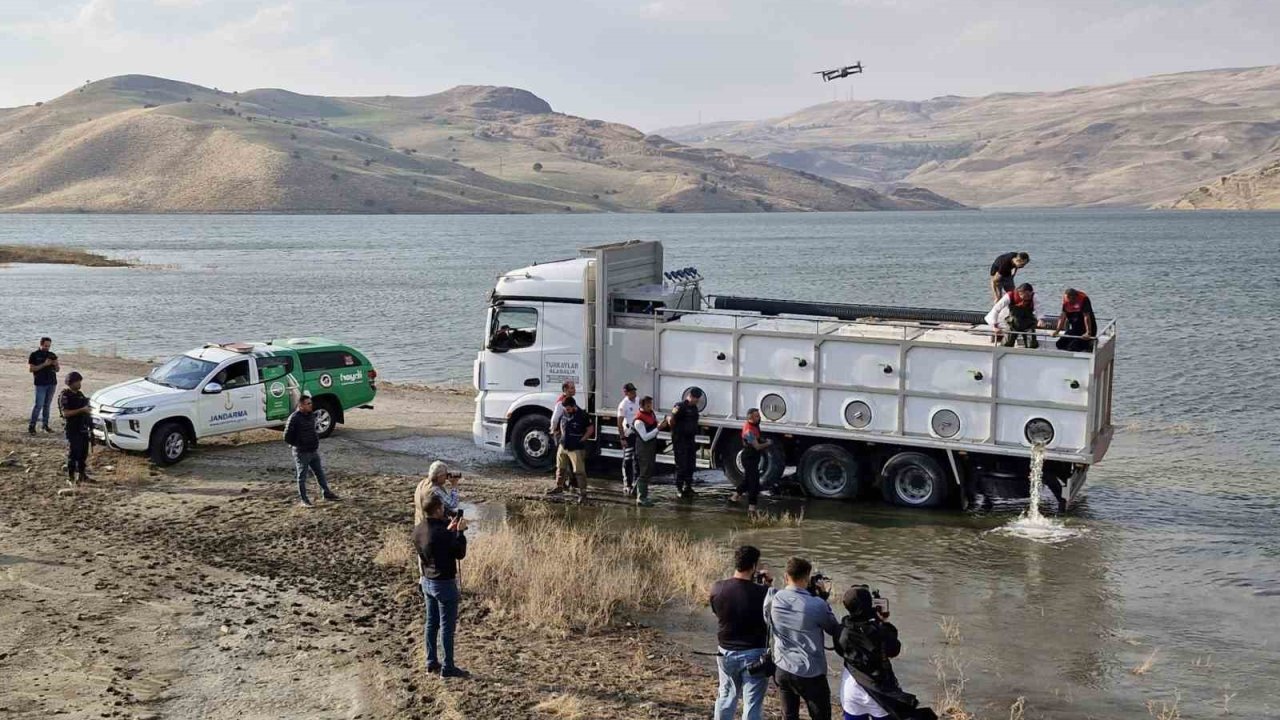 Muş’ta göl ve baraj göletlerine 4 milyon yavru sazan bırakıldı