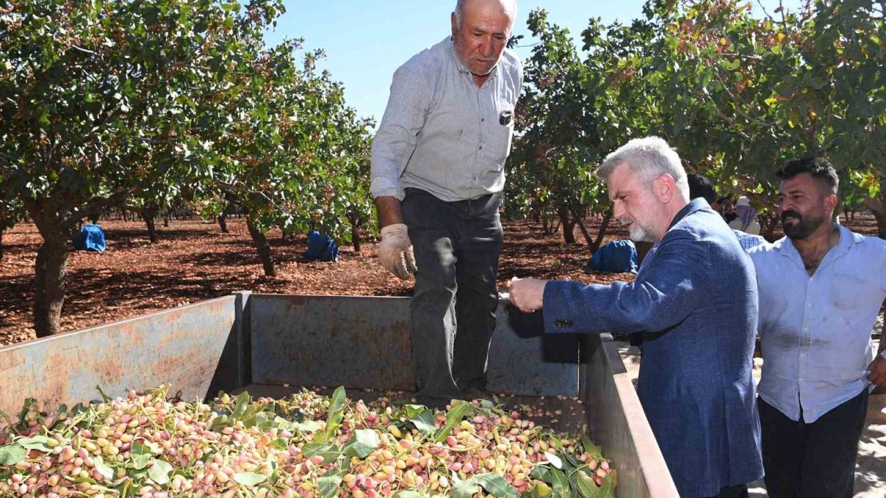 Pazarcık fıstığının tescil süreci başladı