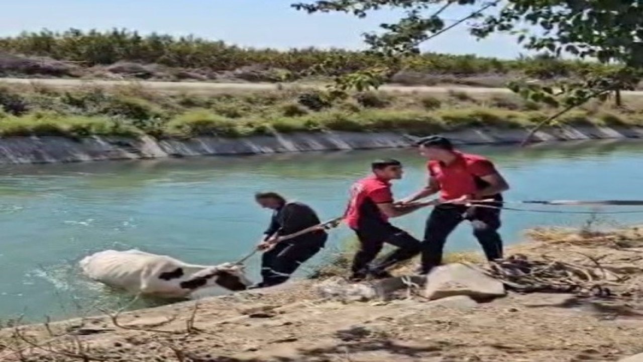 Sulama kanalına düşen ineği itfaiye kurtardı