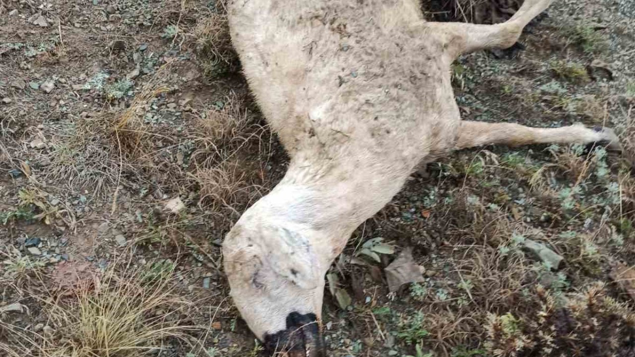 Kurt saldırısı sonucu 19 koyun telef oldu