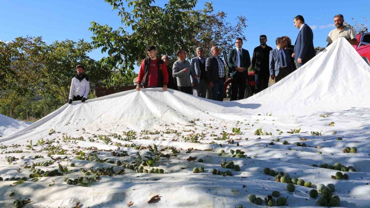 1400 dekar arazide 35 bin ceviz ağacı dikti