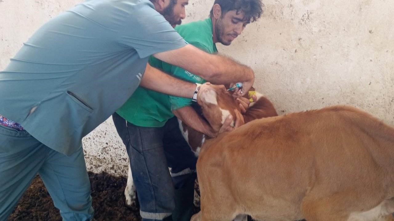 Didim Tarım ve Orman Müdürlüğü’nün aşılama çalışmaları sürüyor