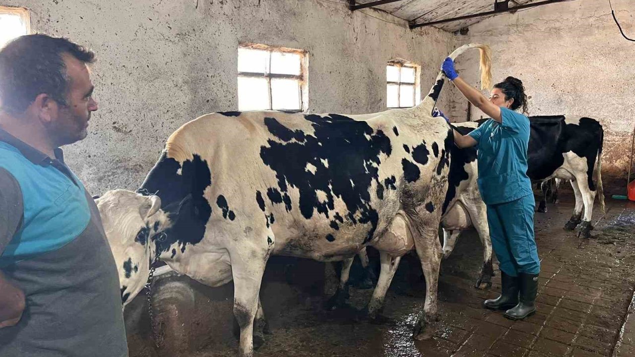 Hastalıktan ari 200 işletme hedefiyle çalışmalar devam ediyor