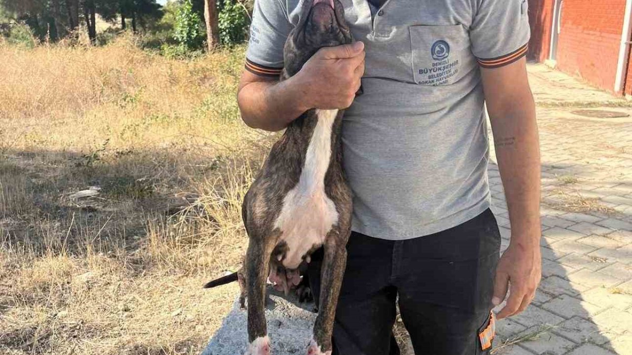 Denizli’de yasak ırk köpekler uygun şartlarda bakılıyor