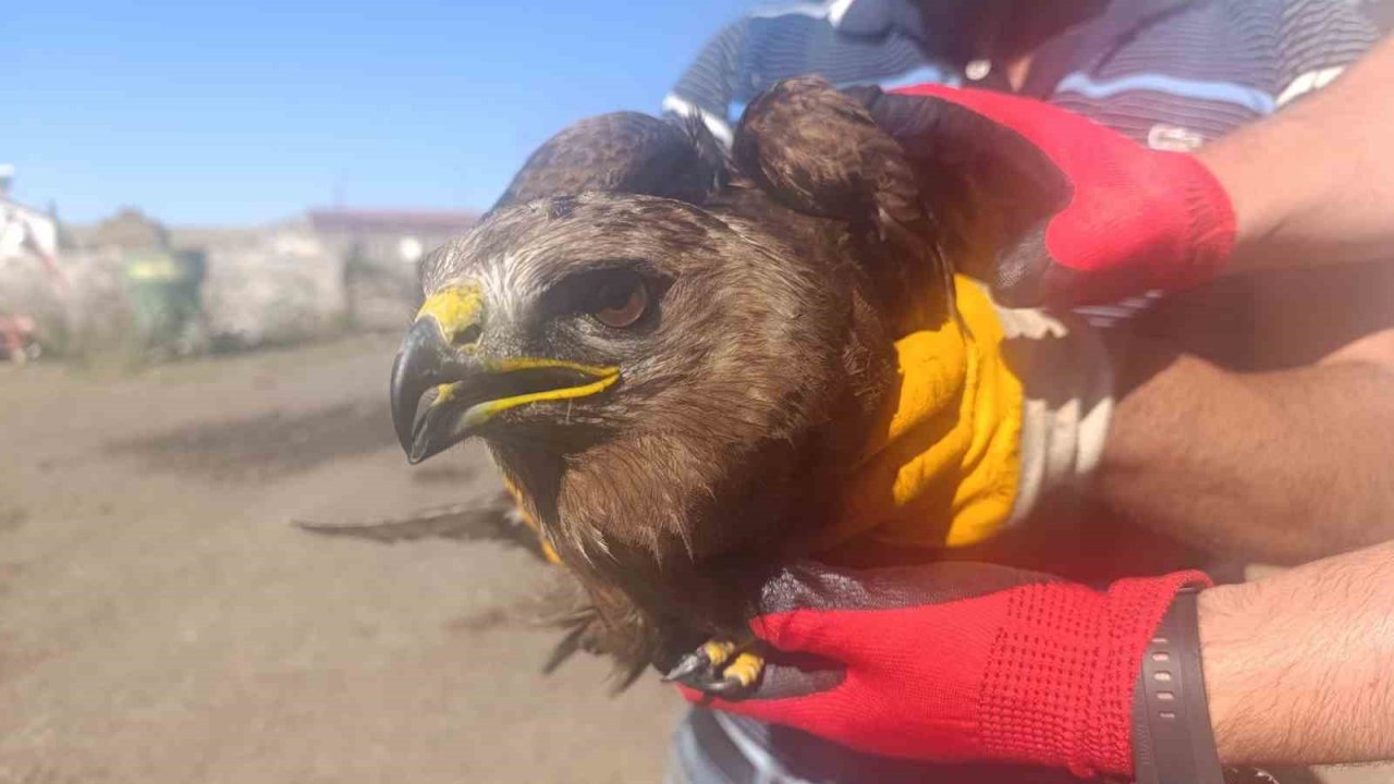 Ardahan’da yaralı bulunan kara çaylak tedaviye alındı