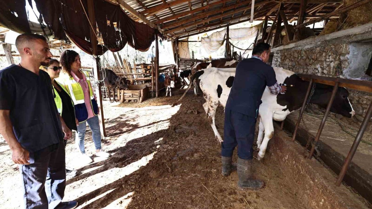 Denizli Büyükşehir mastit hastalığıyla mücadele başlattı