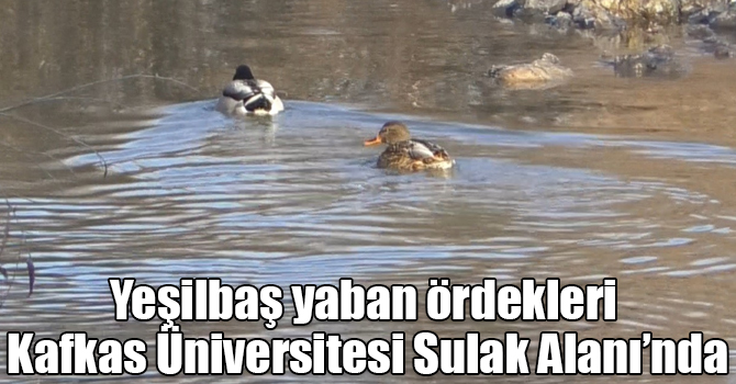 Yeşilbaş yaban ördekleri Kafkas Üniversitesi Sulak Alanı’nda