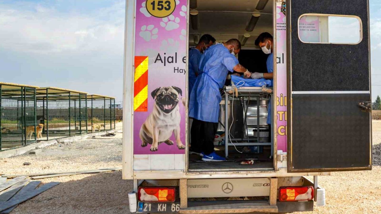 Diyarbakır’da 10 köpek mobil araçla kısırlaştırıldı