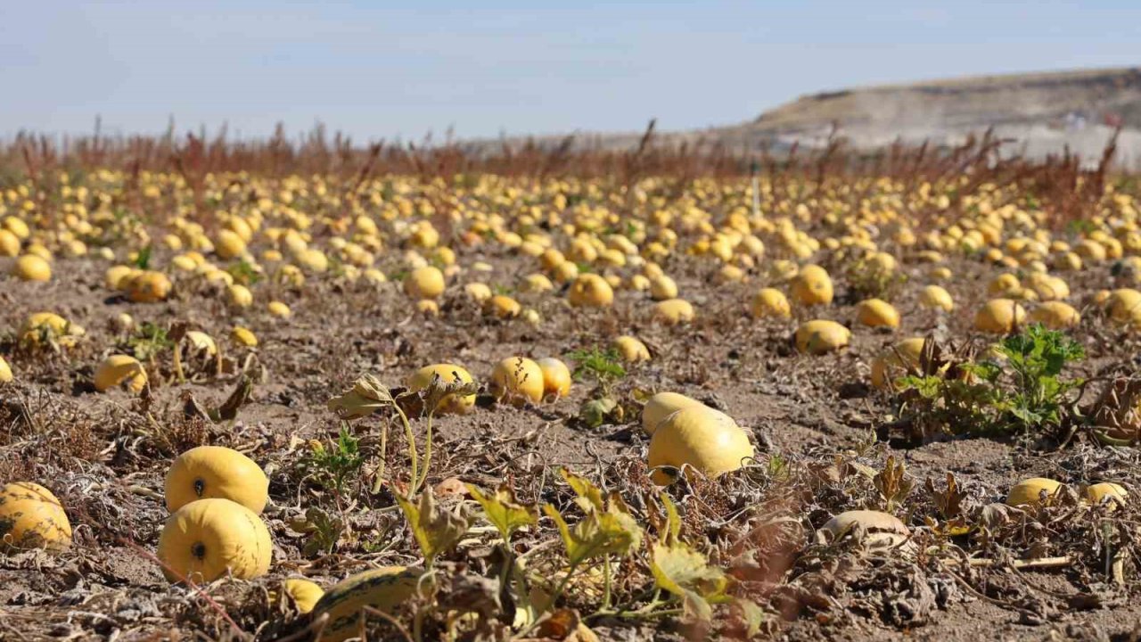 Nevşehir’de çerezlik kabak çekirdeği hasadı yapıldı