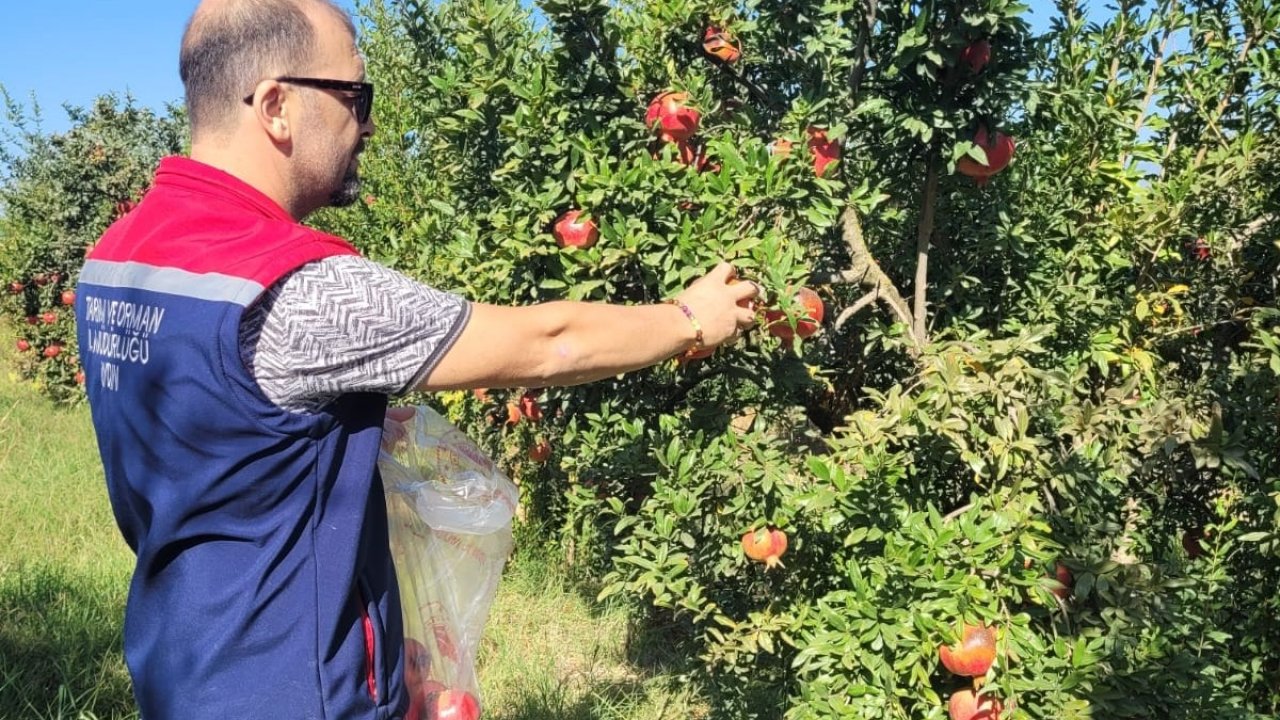 Aydın’da pestisit kalıntı analizi için nar numuneleri alındı