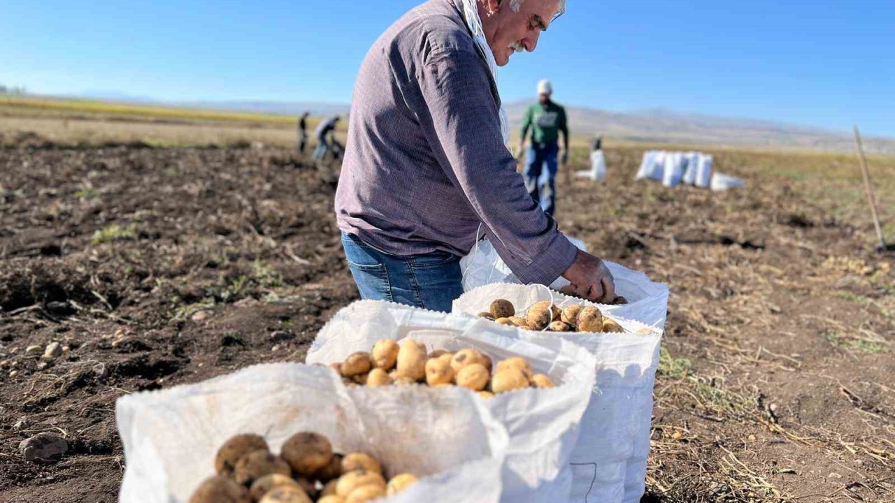 Arpaçay’da kışlık patates hasadı başladı