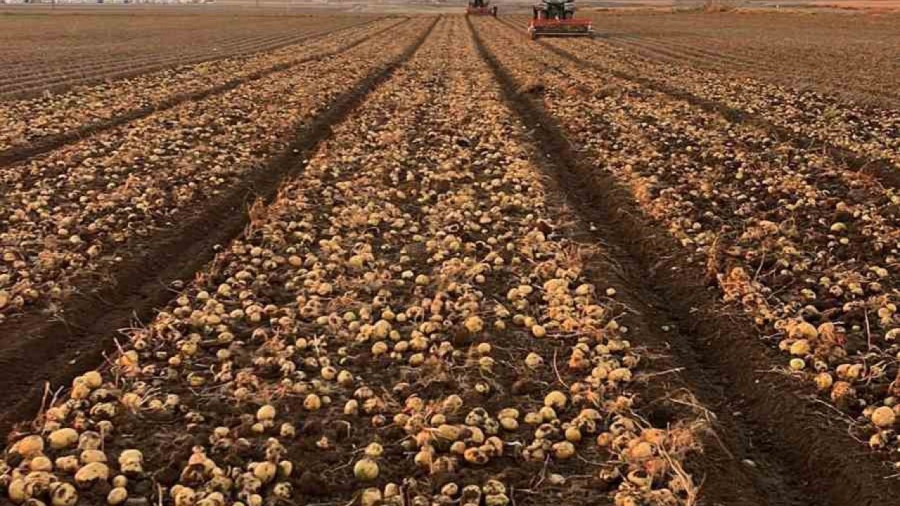 Tomarza’da patates hasadı tüm hızıyla devam ediyor