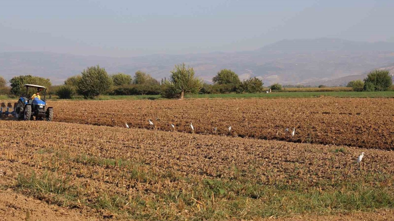 Aydın’da su kuşları, çiftçilerin tarladaki yoldaşı oluyor