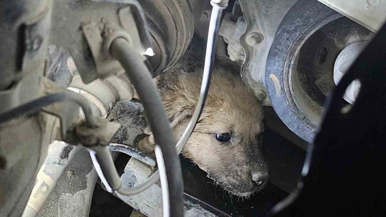 Aracın motoruna giren yavru köpek, lastik sökülerek kurtarıldı