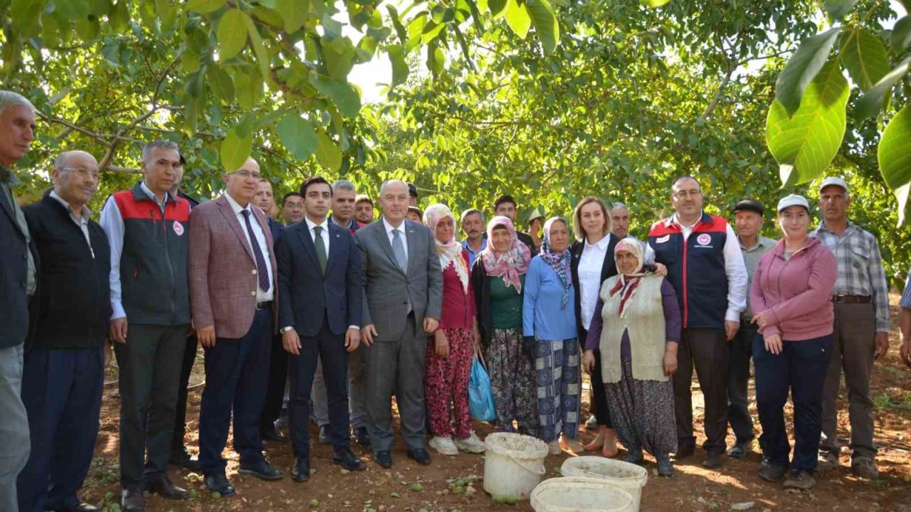 Denizli’nin ceviz üretiminde yüzde 46 artış bekleniyor