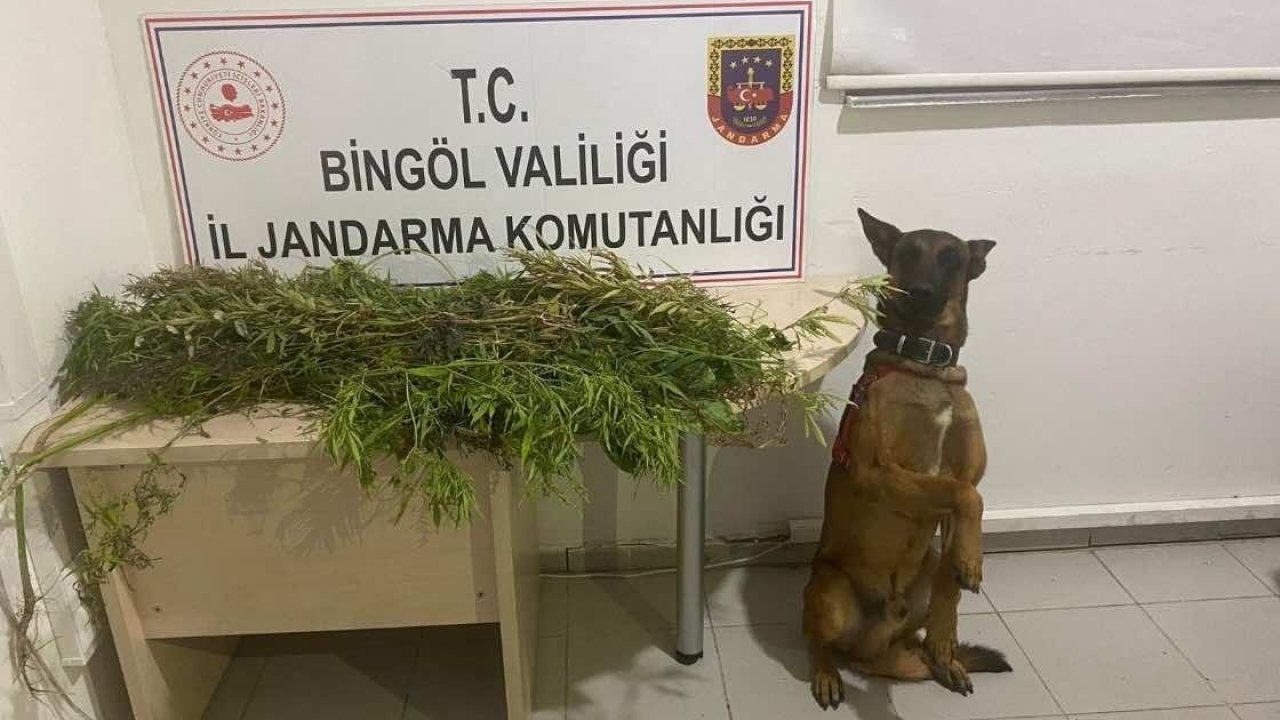 Bingöl’de uyuşturucuyla mücadele