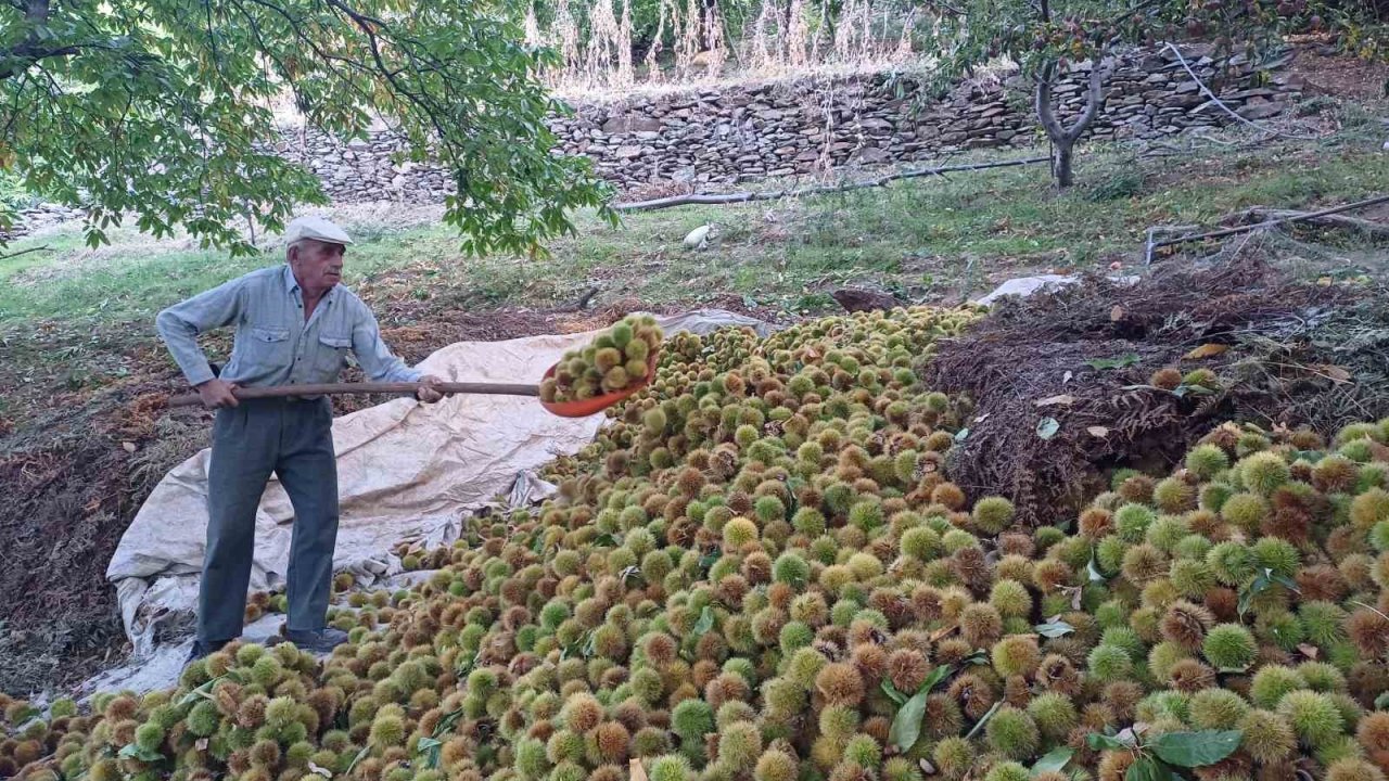 Köşk’te kestane hasadı devam ediyor