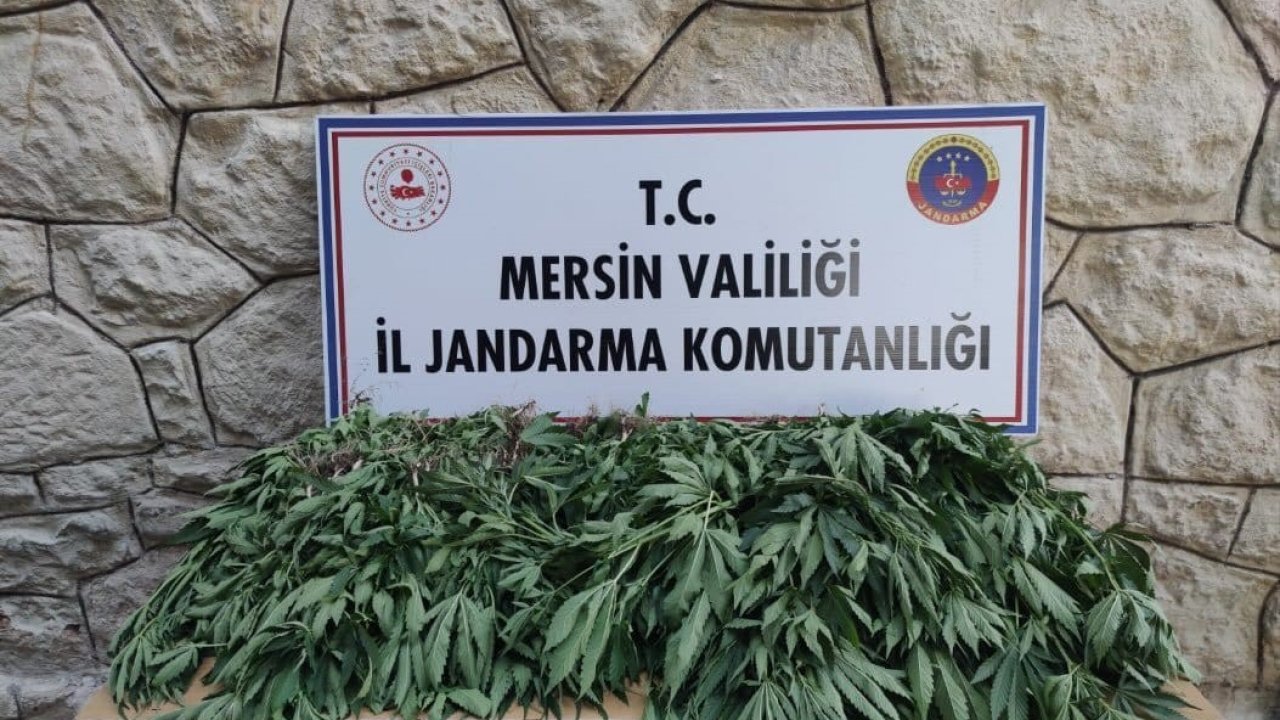 Mersin’de uyuşturucu serası kuran şüpheli yakalandı