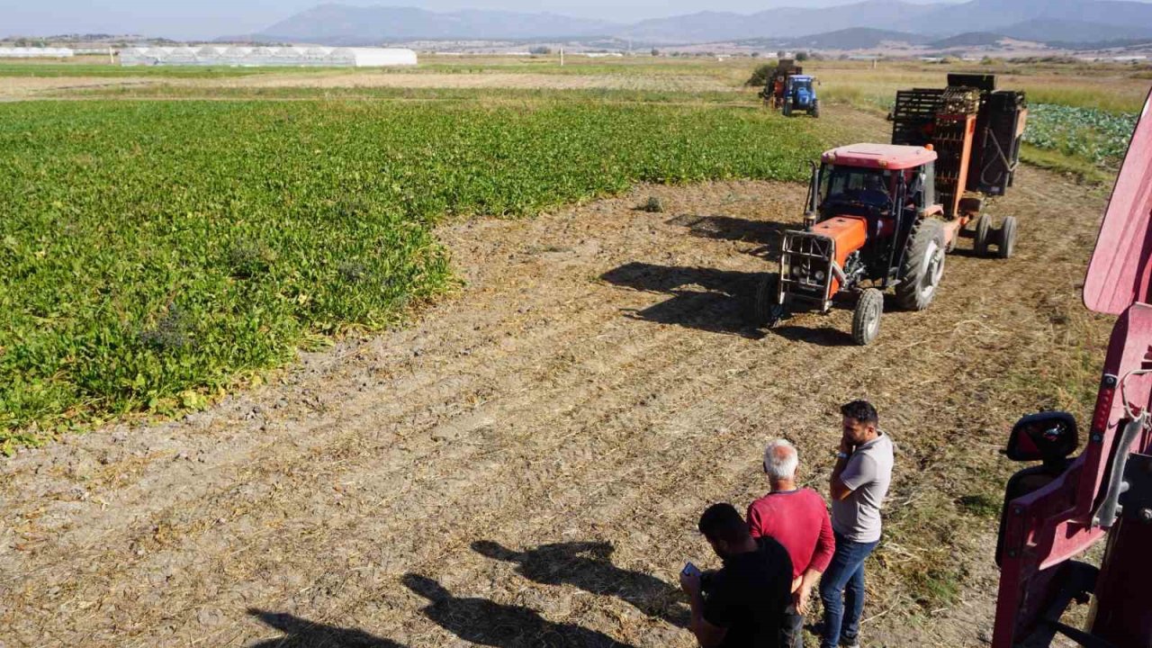 Burdur’da şeker pancarı hasadında yüksek rekolte beklentisi