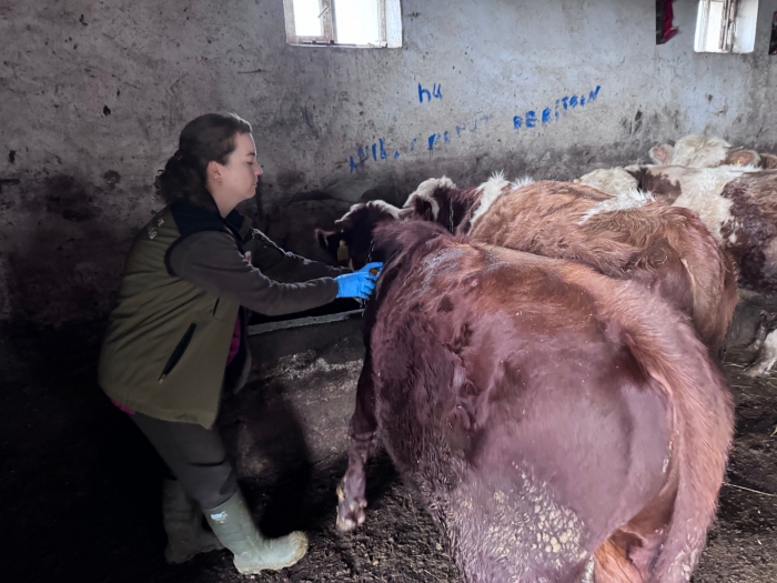 Kars'ta şap aşı kampanyası başladı.