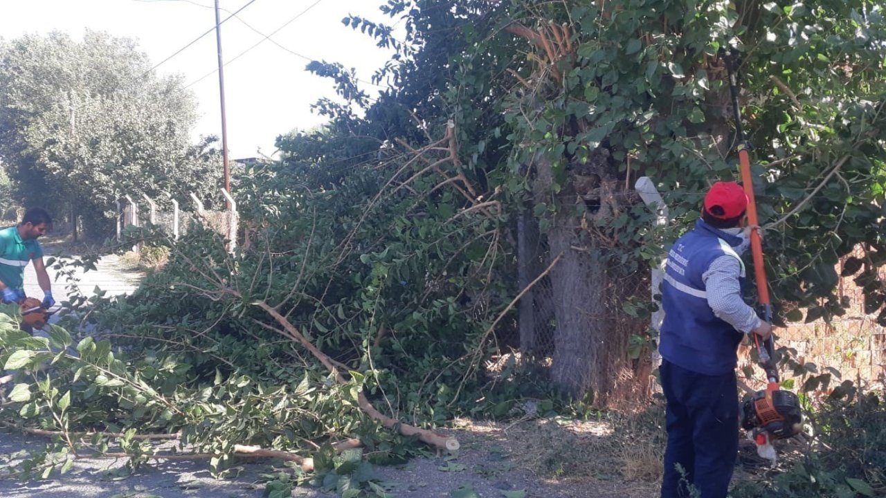 Efeler’de ağaç budama çalışmaları sürüyor