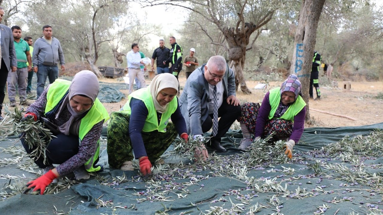 Edremit Belediyesi’nde zeytin hasadı başladı