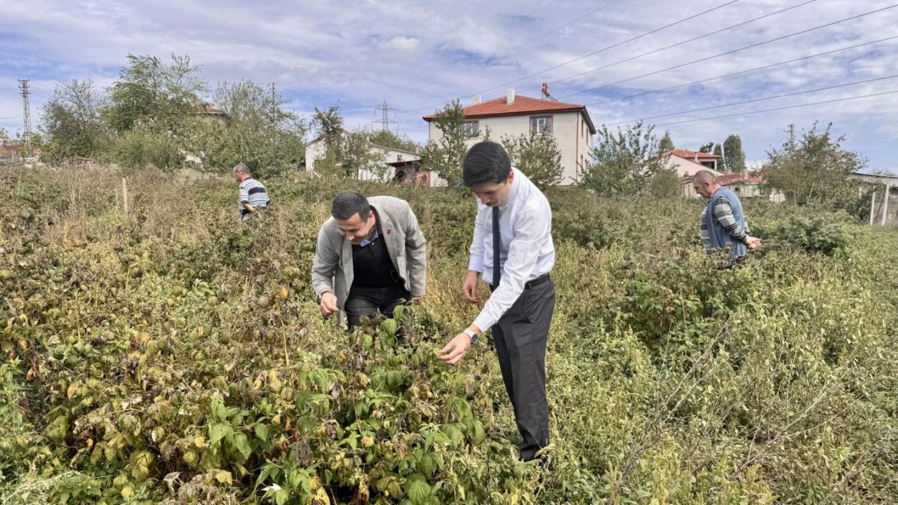 Kaymakam Kahraman, ahududu ve aronya tarlalarında inceleme yaptı