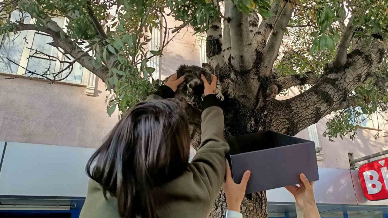 Ağaçtan aşağı inmeyen yavru kedi yaş mamayla ikna edildi