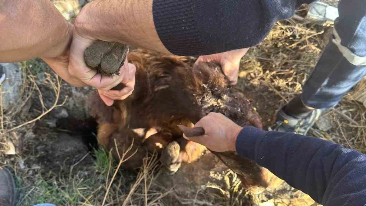 Iğdır’da kuyuya düşen koyun kurtarıldı