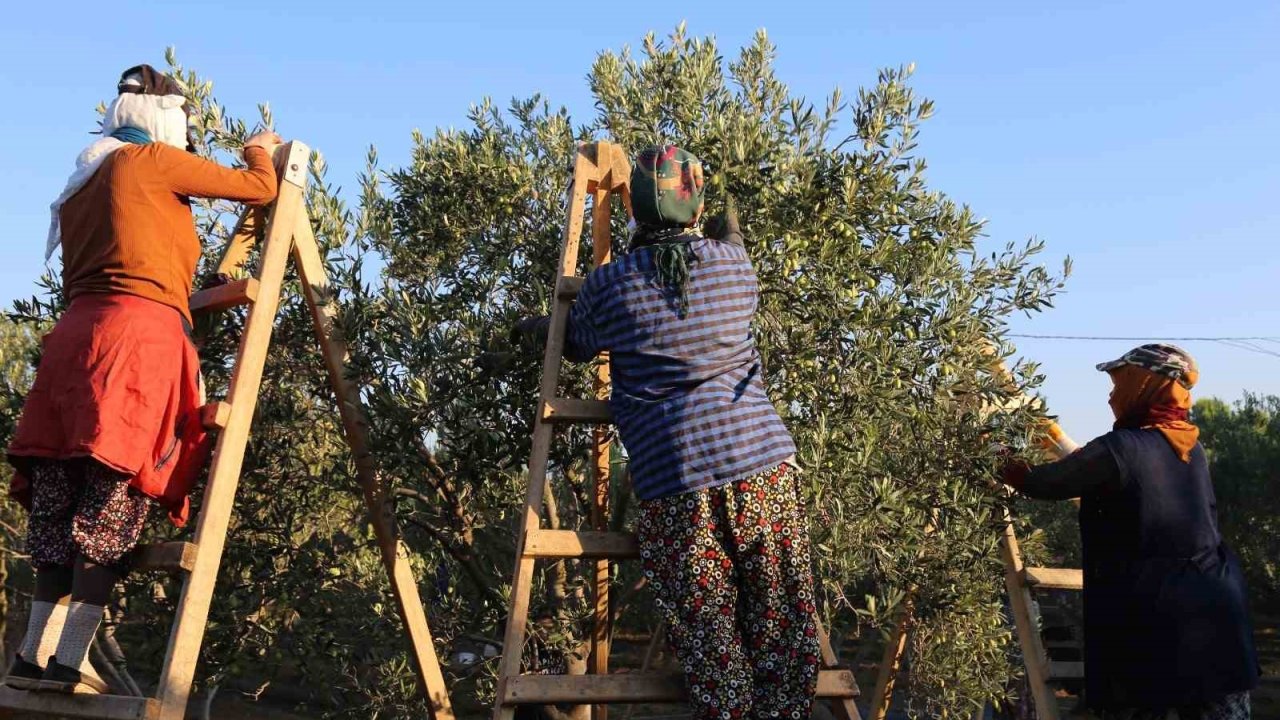 Ayvalık’ta dua ve hayır yemekleriyle ilk hasat