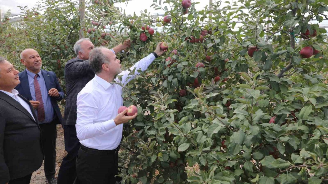 Niğde Ömer Halisdemir Üniversitesinde 200 ton elma hasadı yapıldı