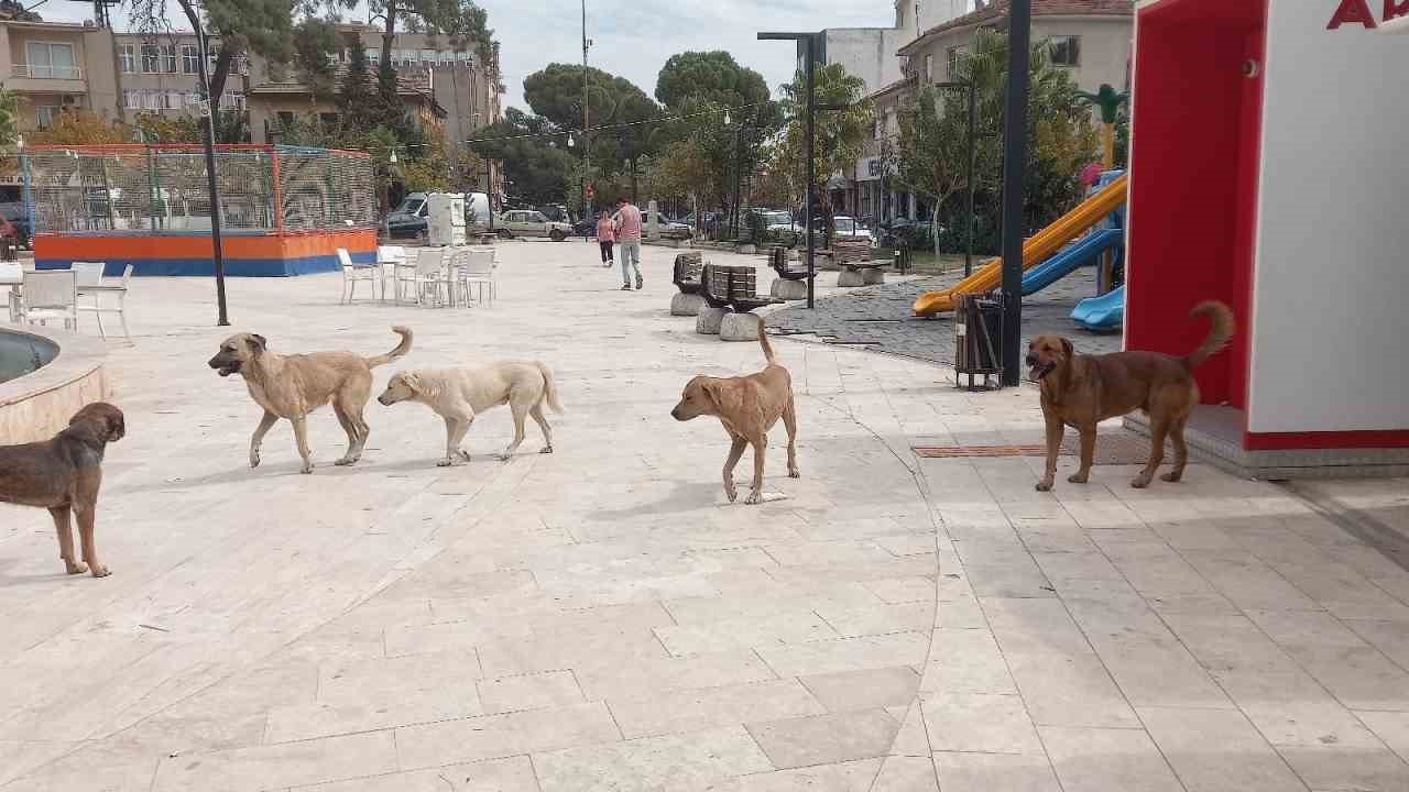 Aydın’da ‘sokak köpekleri sorunu’ büyüyor