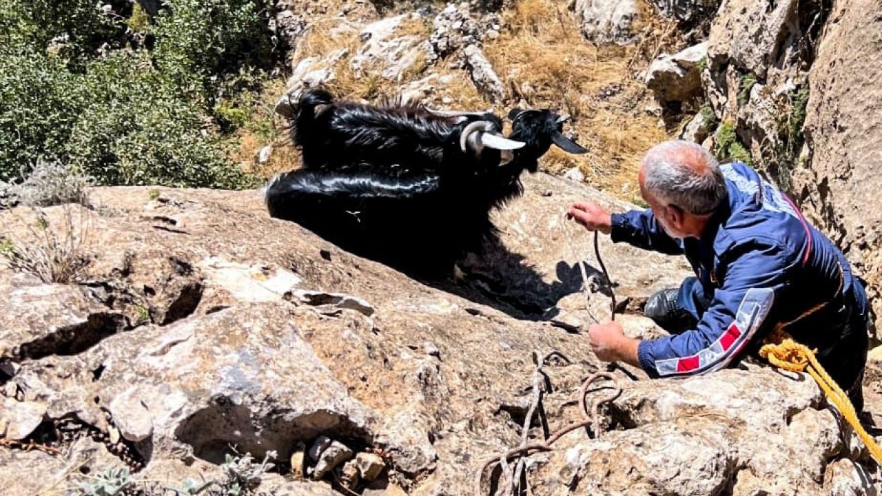 Diyarbakır’da kurt saldırısından kaçan keçiler uçurumda mahsur kaldı