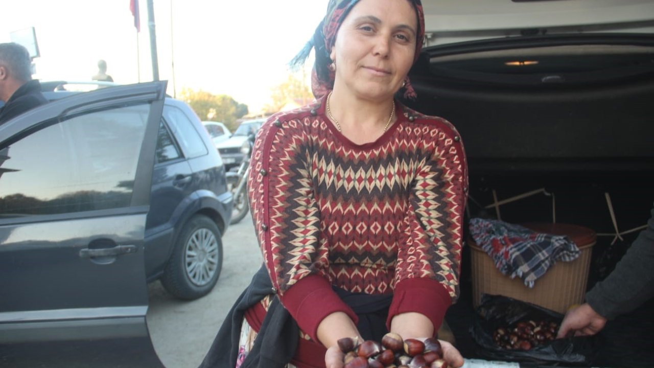 Kaz Dağları’nda kestane sezonu başladı