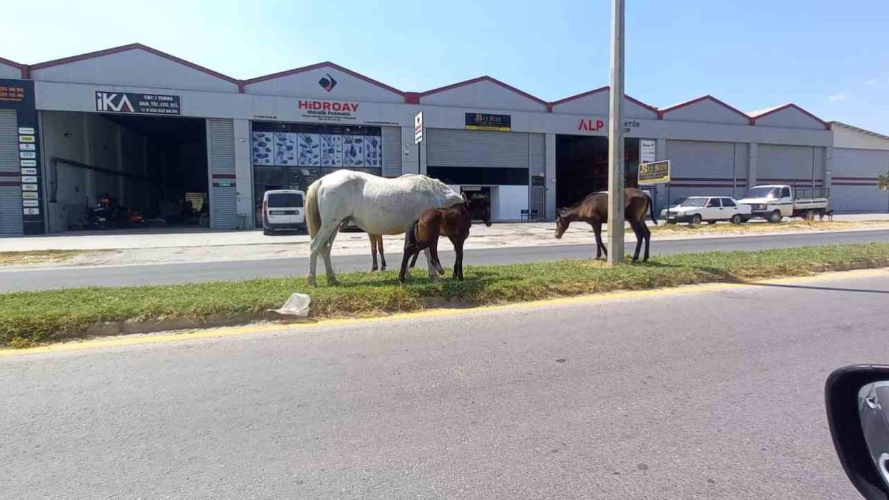 Aydın’da başıboş atlar tehlike saçıyor