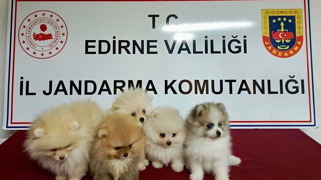 Cins köpekler jandarmayı geçemedi